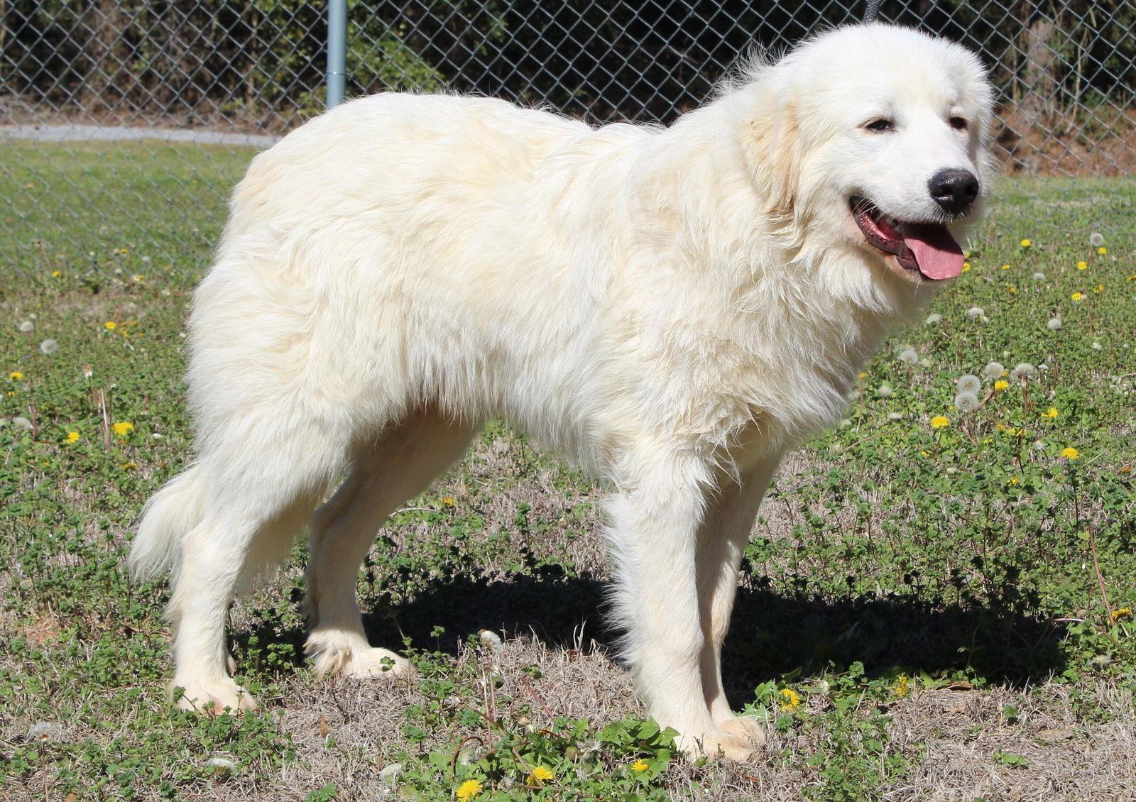 Enlarge Max 43086, a Adoptable Great Pyrenees in Prattville, AL image 2/3