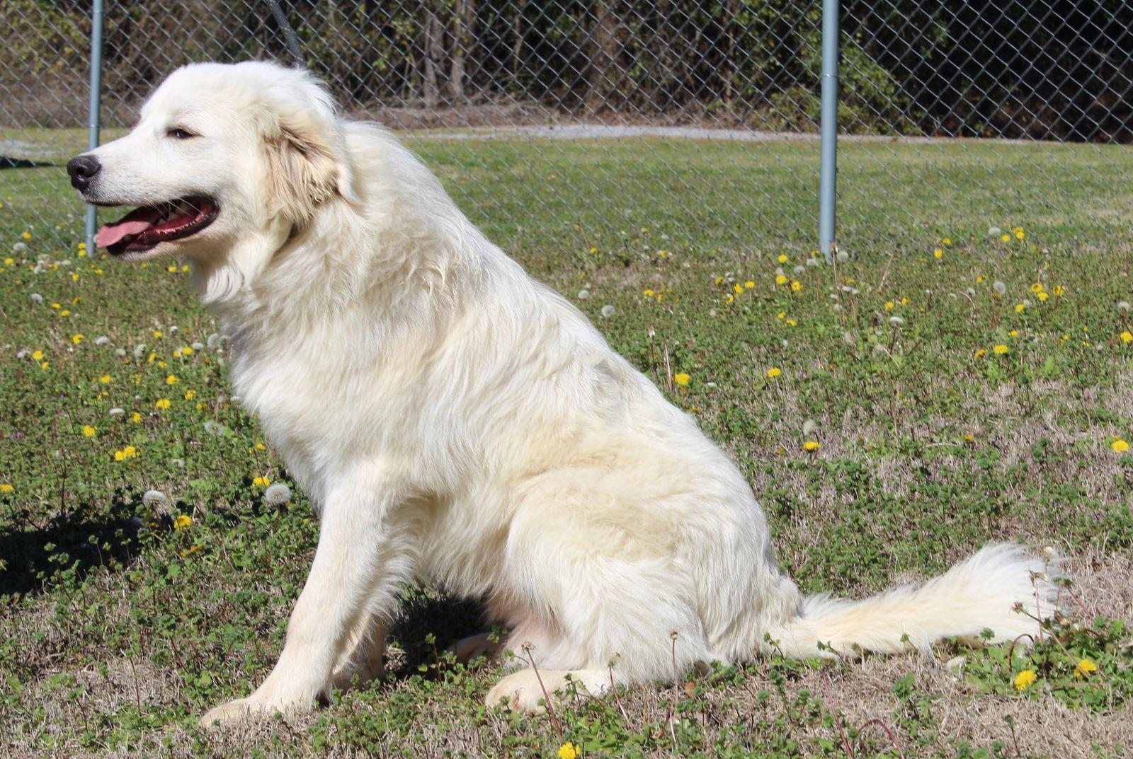Enlarge Max 43086, a Adoptable Great Pyrenees in Prattville, AL image 3/3