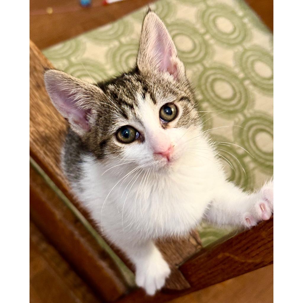 Chiquita, Adopted, Young Female Domestic Short Hair.