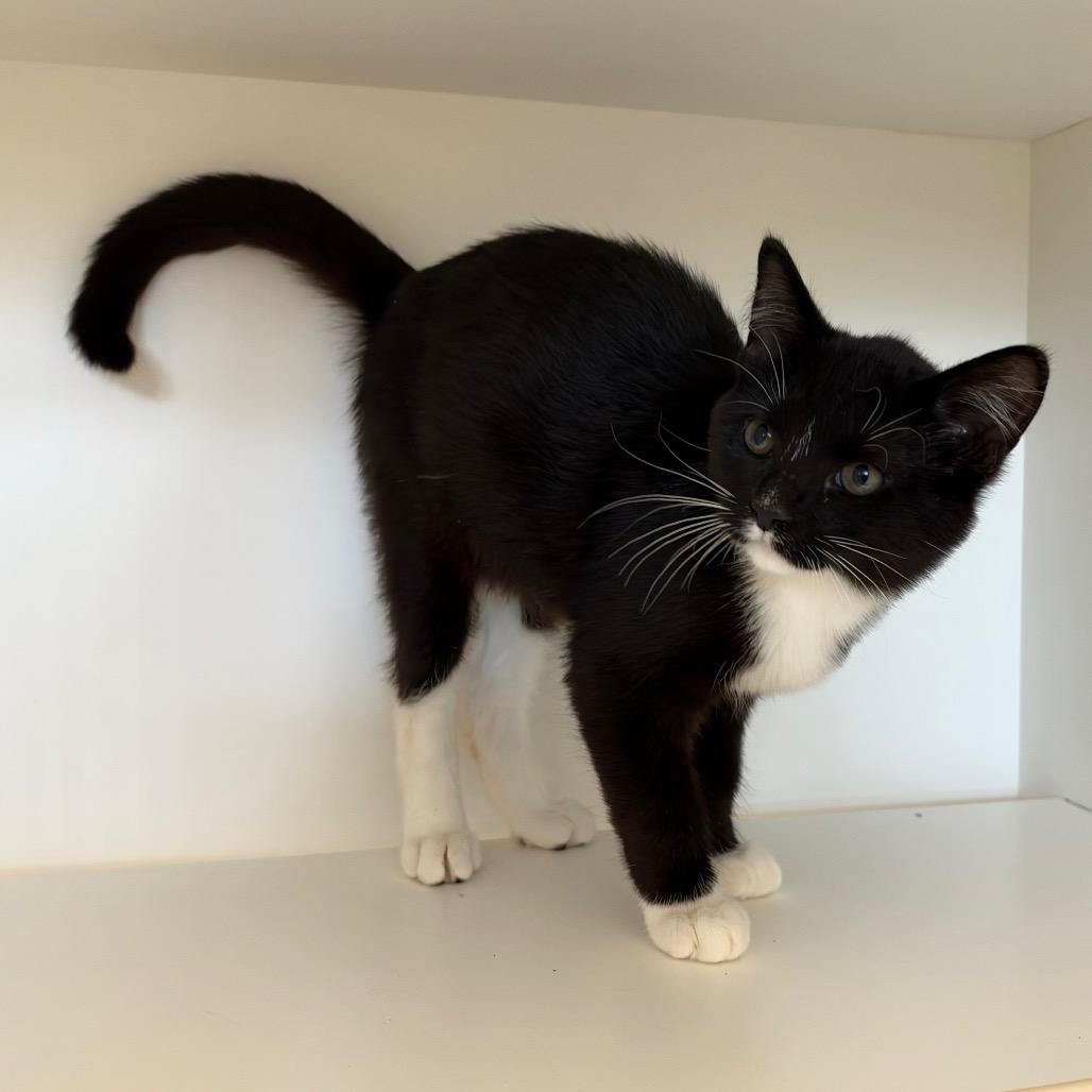 Enlarge Carlsbad, a Adoptable mixed breed in League City, TX image 2/2