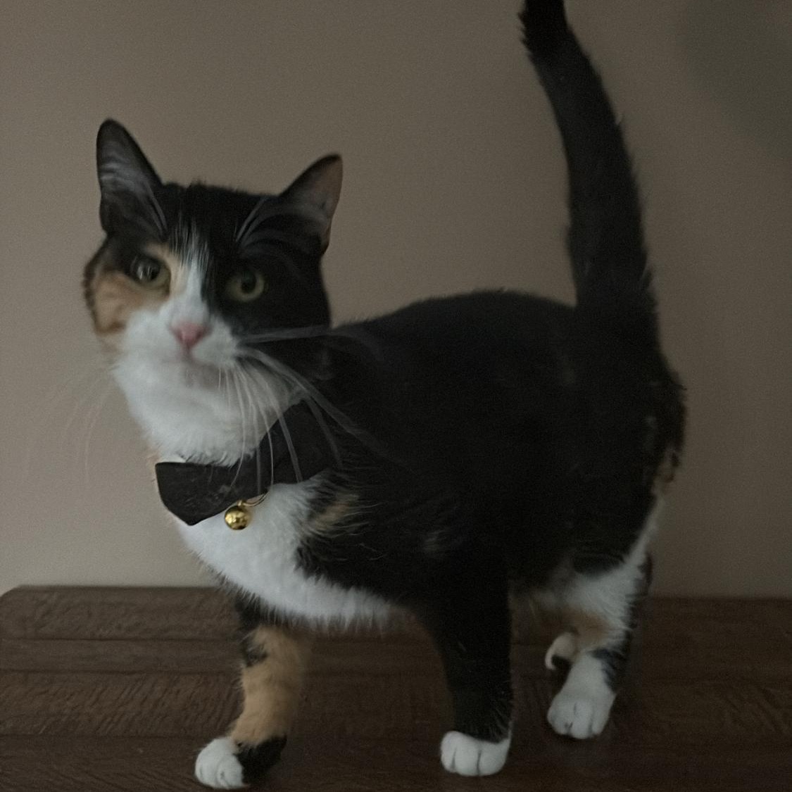 Mimi, an adoptable Domestic Short Hair in Sussex, NJ image 1/2