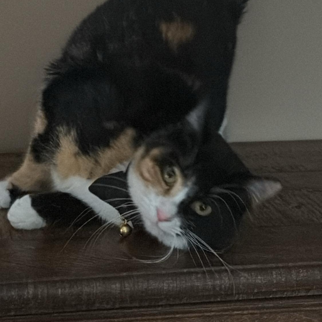 Mimi, an adoptable Domestic Short Hair in Sussex, NJ image 2/2