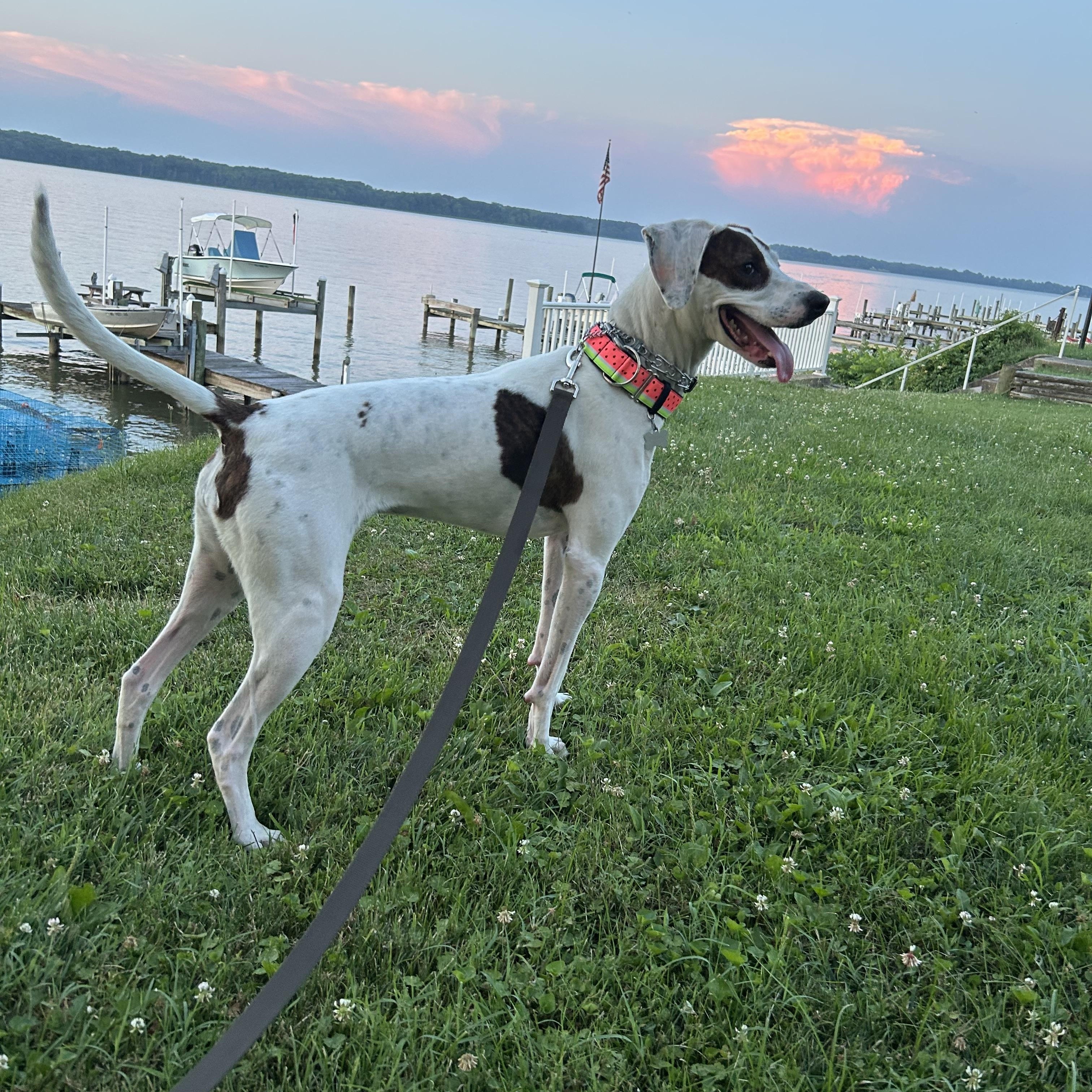 Sadie, an adoptable mixed breed in Leesburg, VA image 4/6