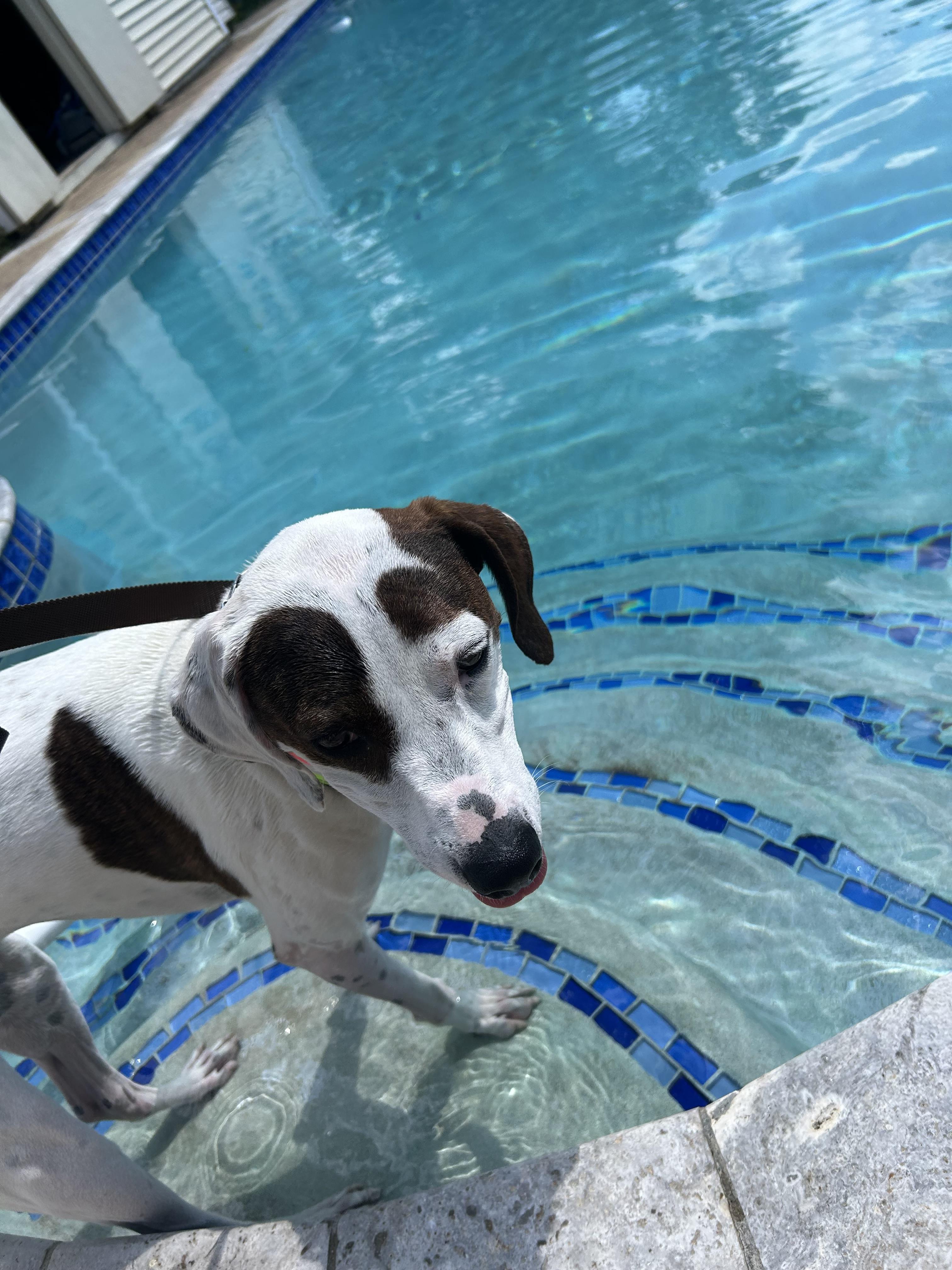 Sadie, an adoptable mixed breed in Leesburg, VA image 5/6