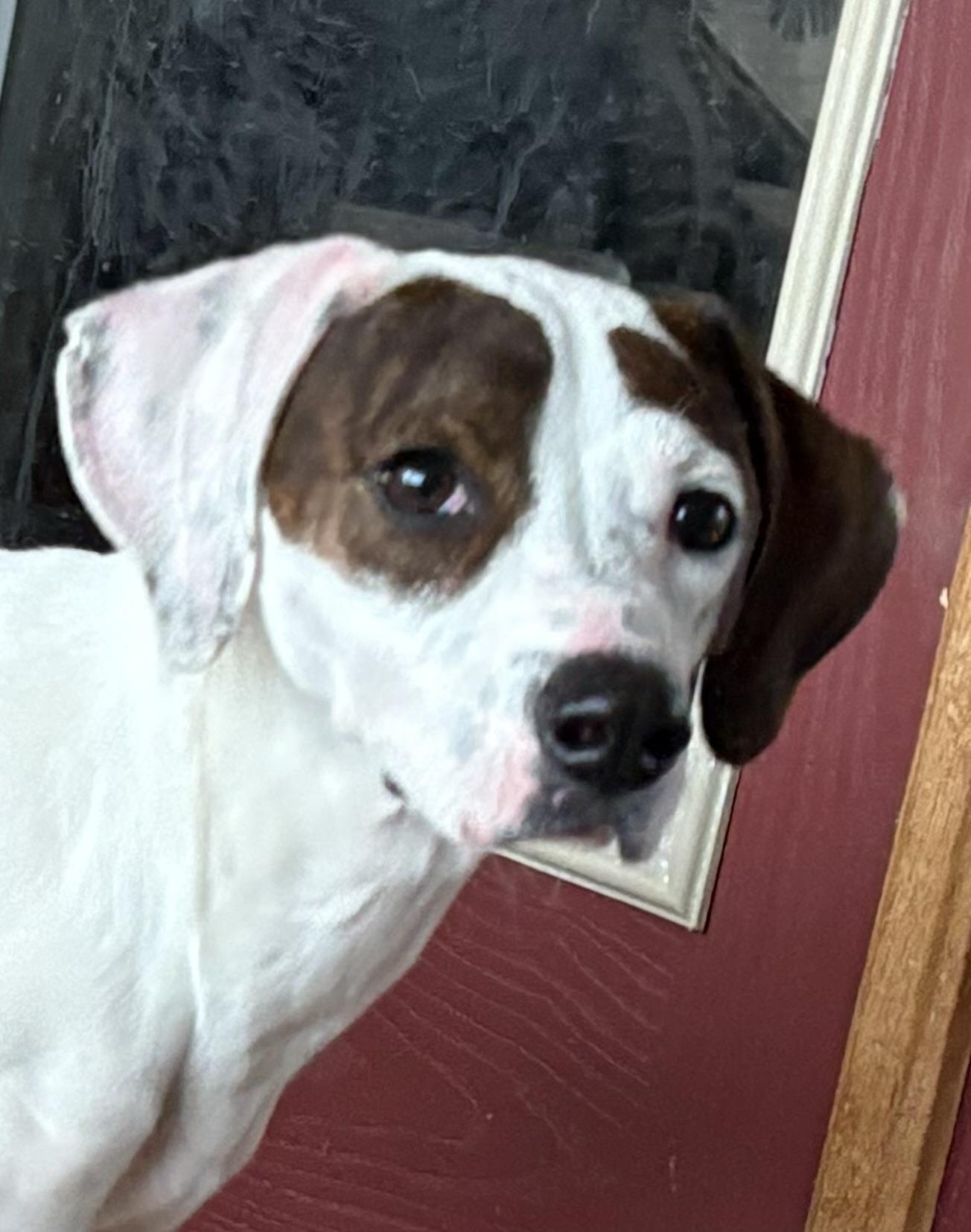 Enlarge Sadie, a ADOPTABLE mixed breed in Leesburg, VA image 5/6