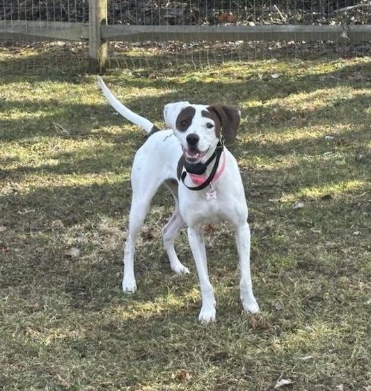 Enlarge Sadie, a ADOPTABLE mixed breed in Leesburg, VA image 4/6