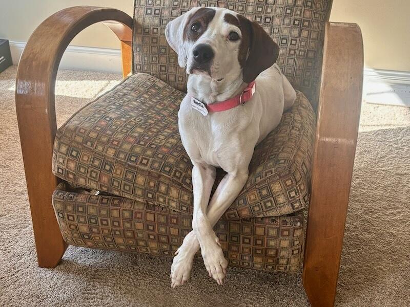 Enlarge Sadie, an adoptable mixed breed in Leesburg, VA image 2/6
