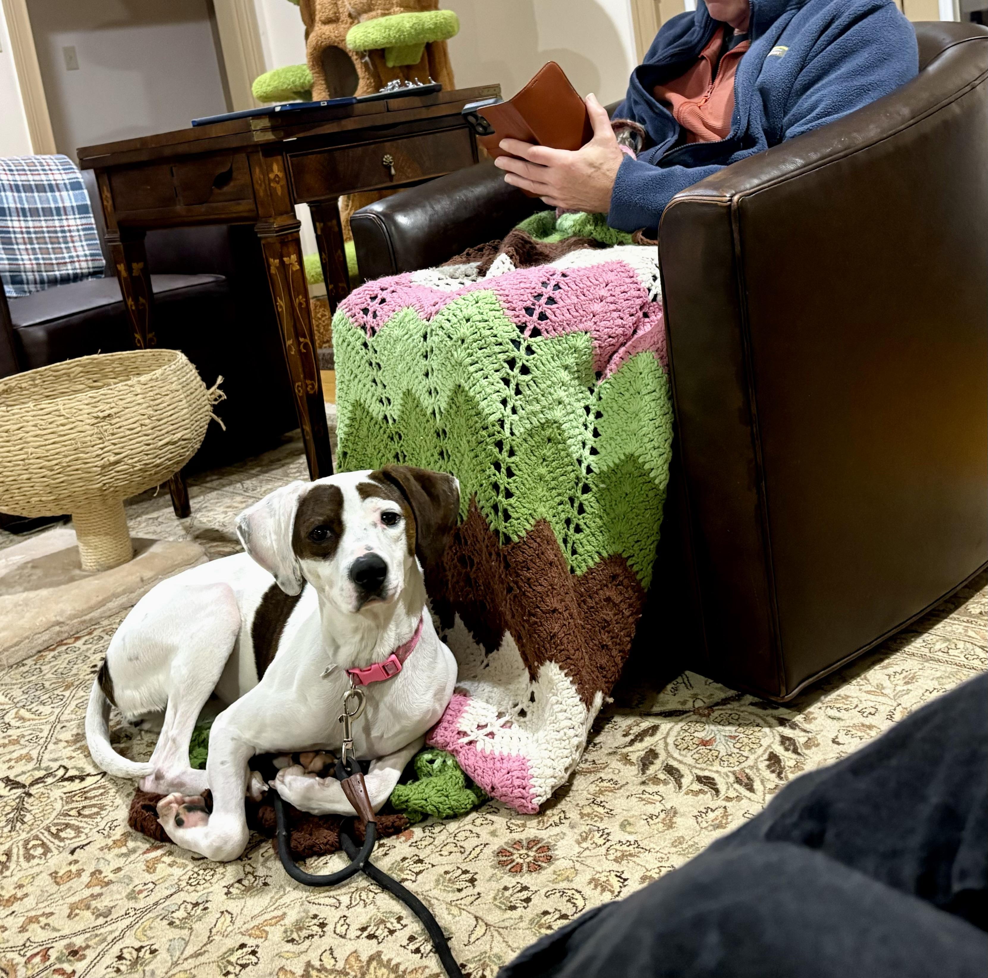 Enlarge Sadie, a ADOPTABLE mixed breed in Leesburg, VA image 3/6