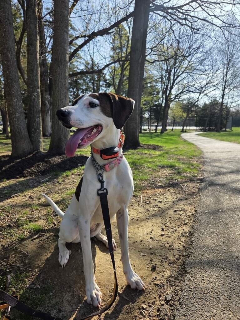 Enlarge Sadie, a ADOPTABLE mixed breed in Leesburg, VA image 2/6