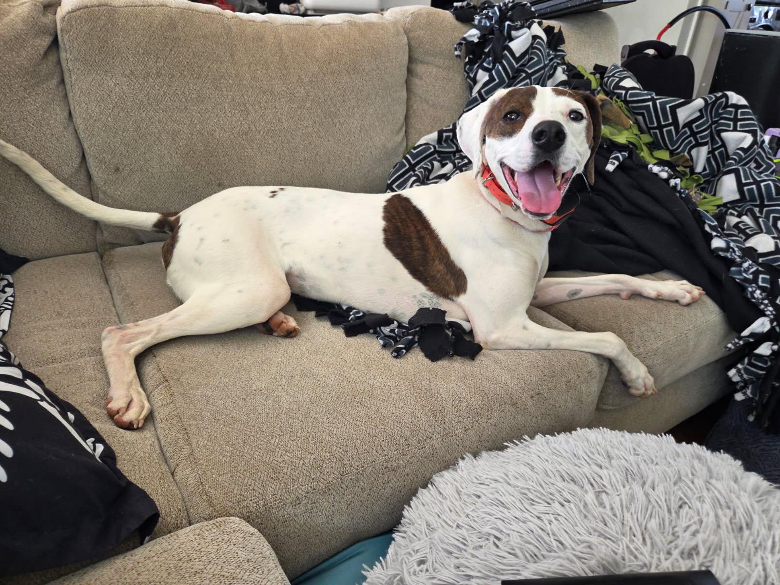 Sadie, ADOPTABLE, Young Female English Pointer.