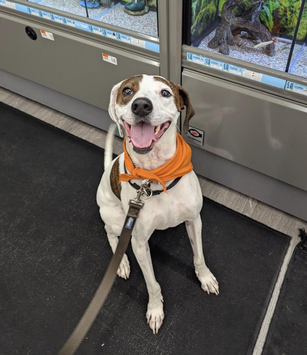 Sadie, an adoptable mixed breed in Leesburg, VA image 2/6