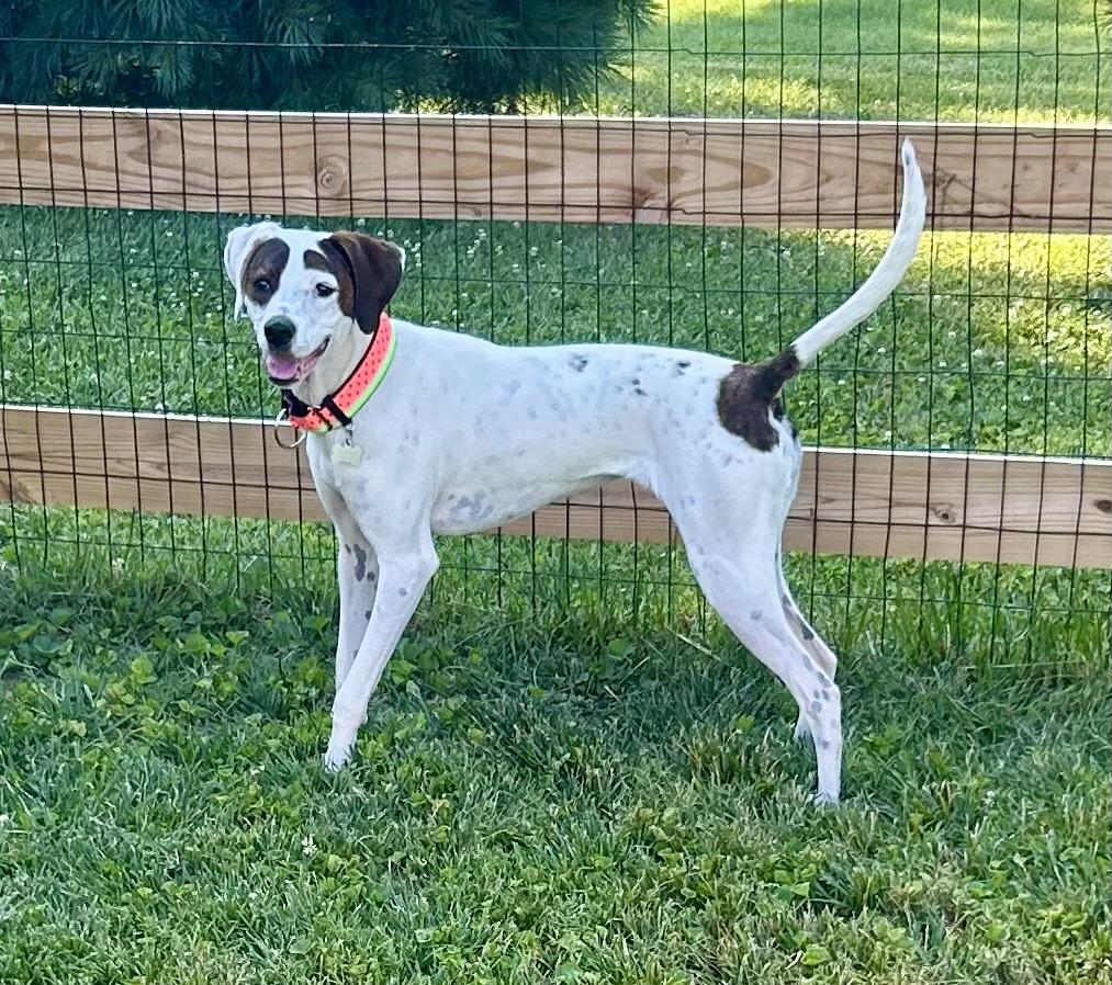 Sadie, adoptable, Young Female English Pointer.