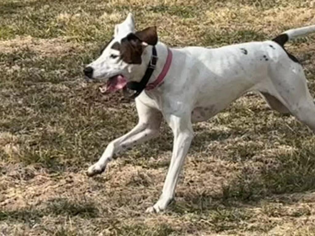 Enlarge Sadie, a ADOPTABLE mixed breed in Leesburg, VA image 6/6