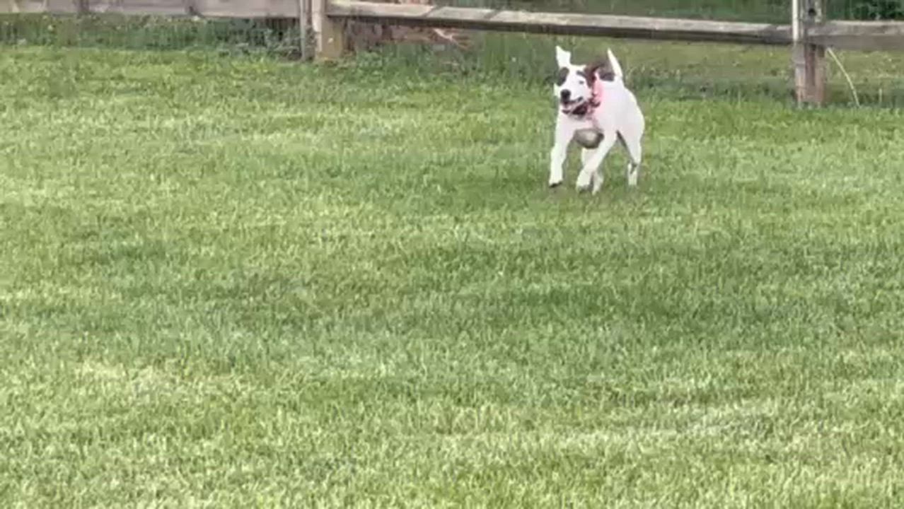 Enlarge Sadie, an adoptable mixed breed in Leesburg, VA video 3/6