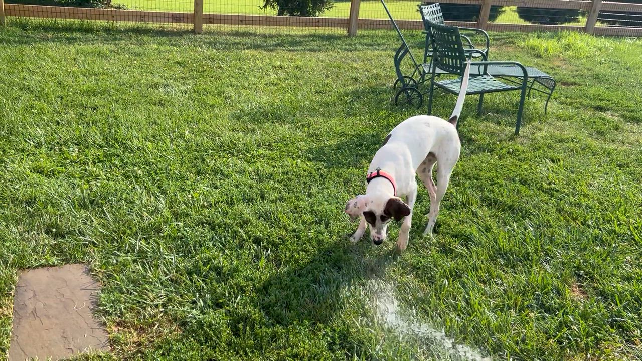 Enlarge Sadie, an adoptable mixed breed in Leesburg, VA video 3/6