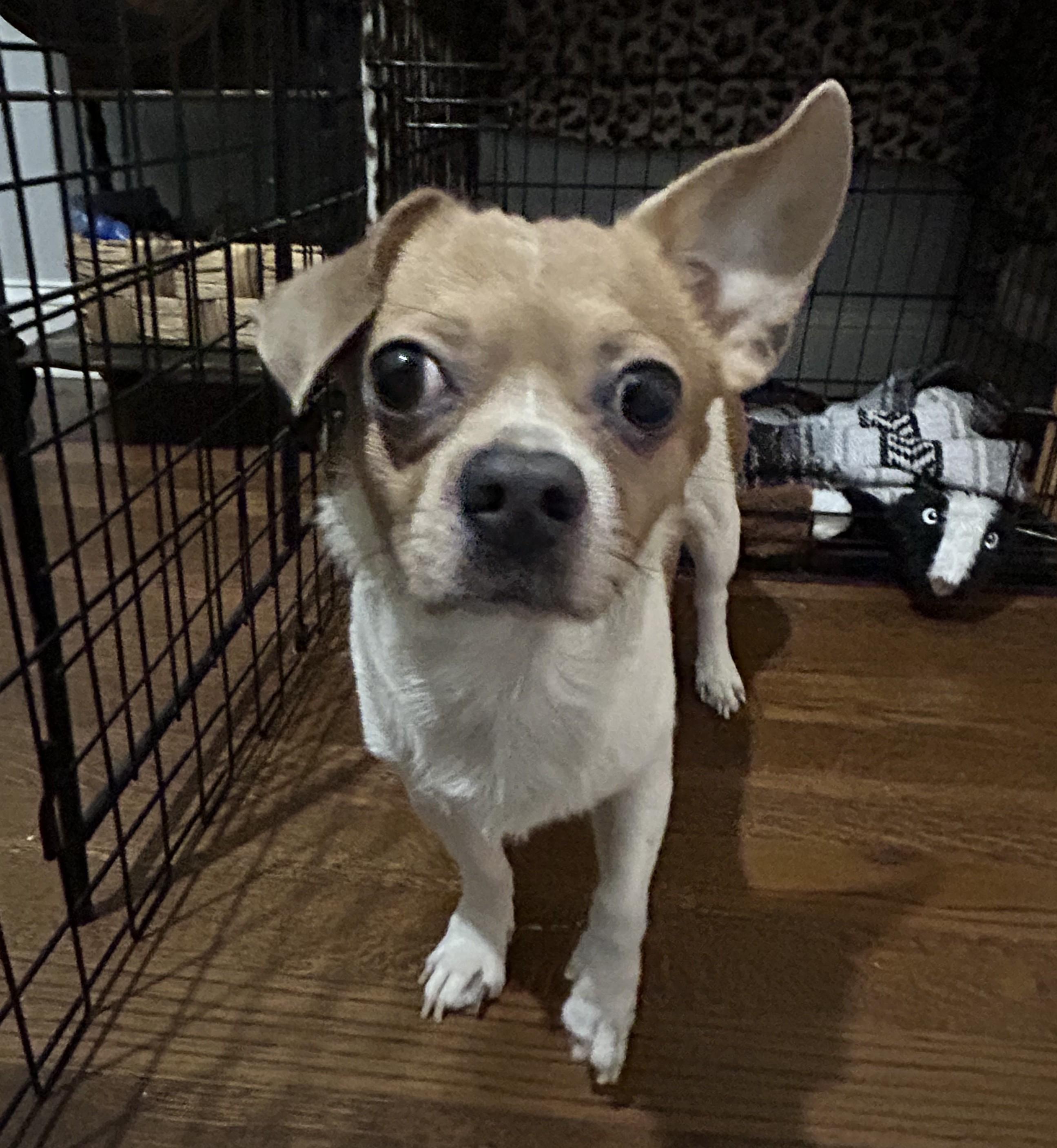 Dobby, an adopted mixed breed in Closter, NJ image 2/4