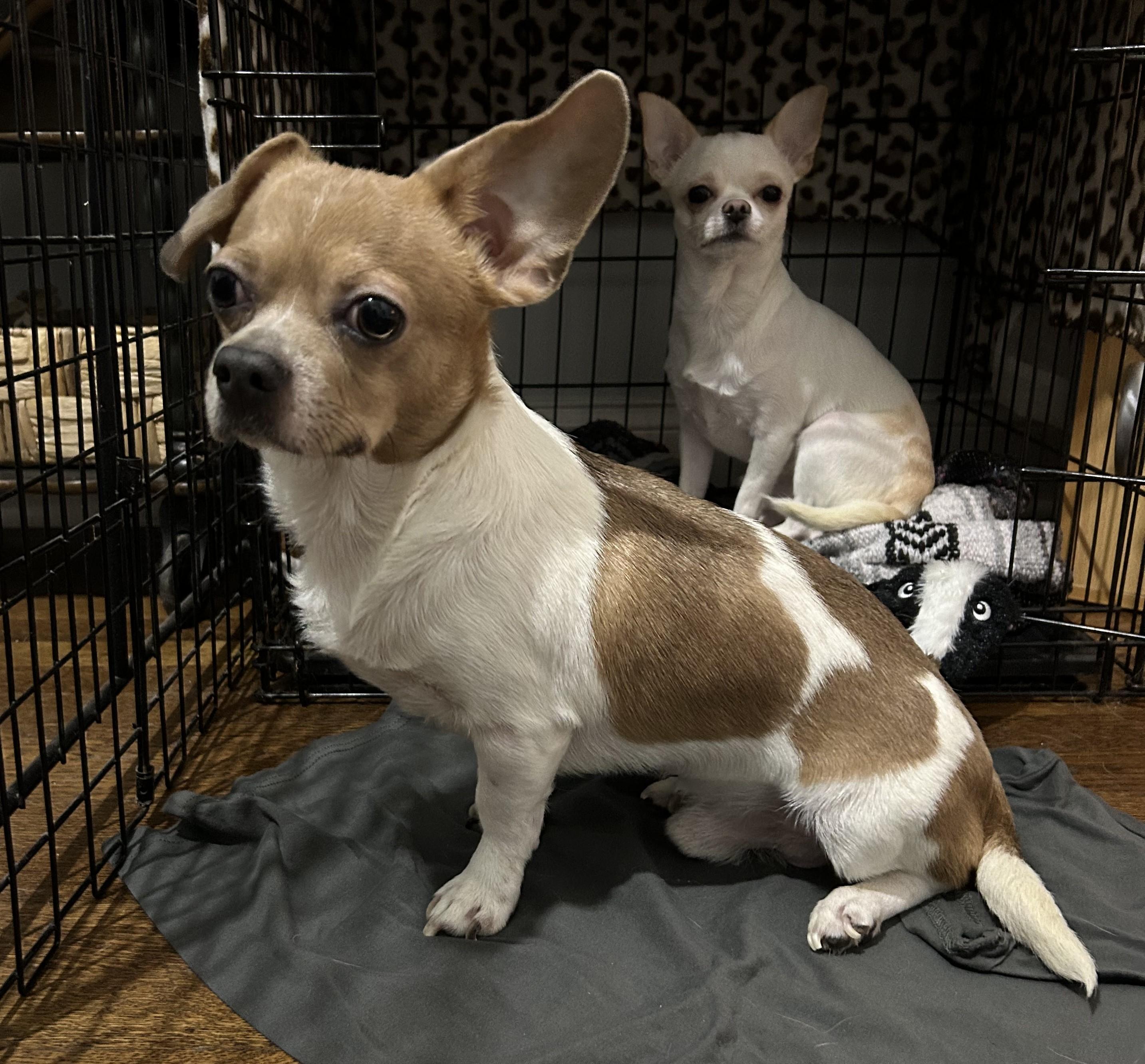 Dobby, an adopted mixed breed in Closter, NJ image 4/4