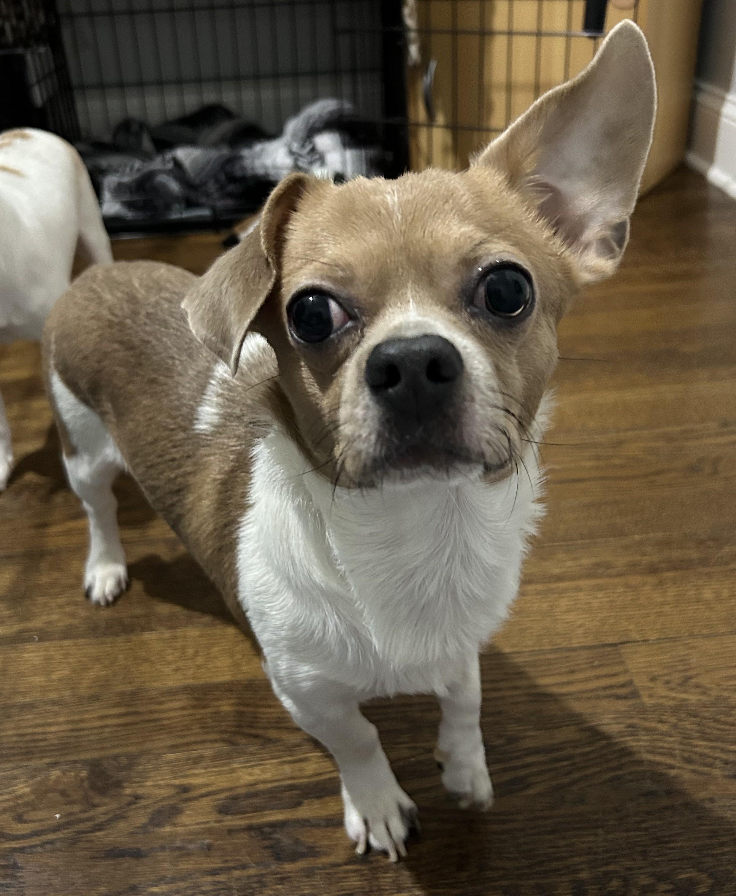 Dobby, an adopted mixed breed in Closter, NJ image 1/4