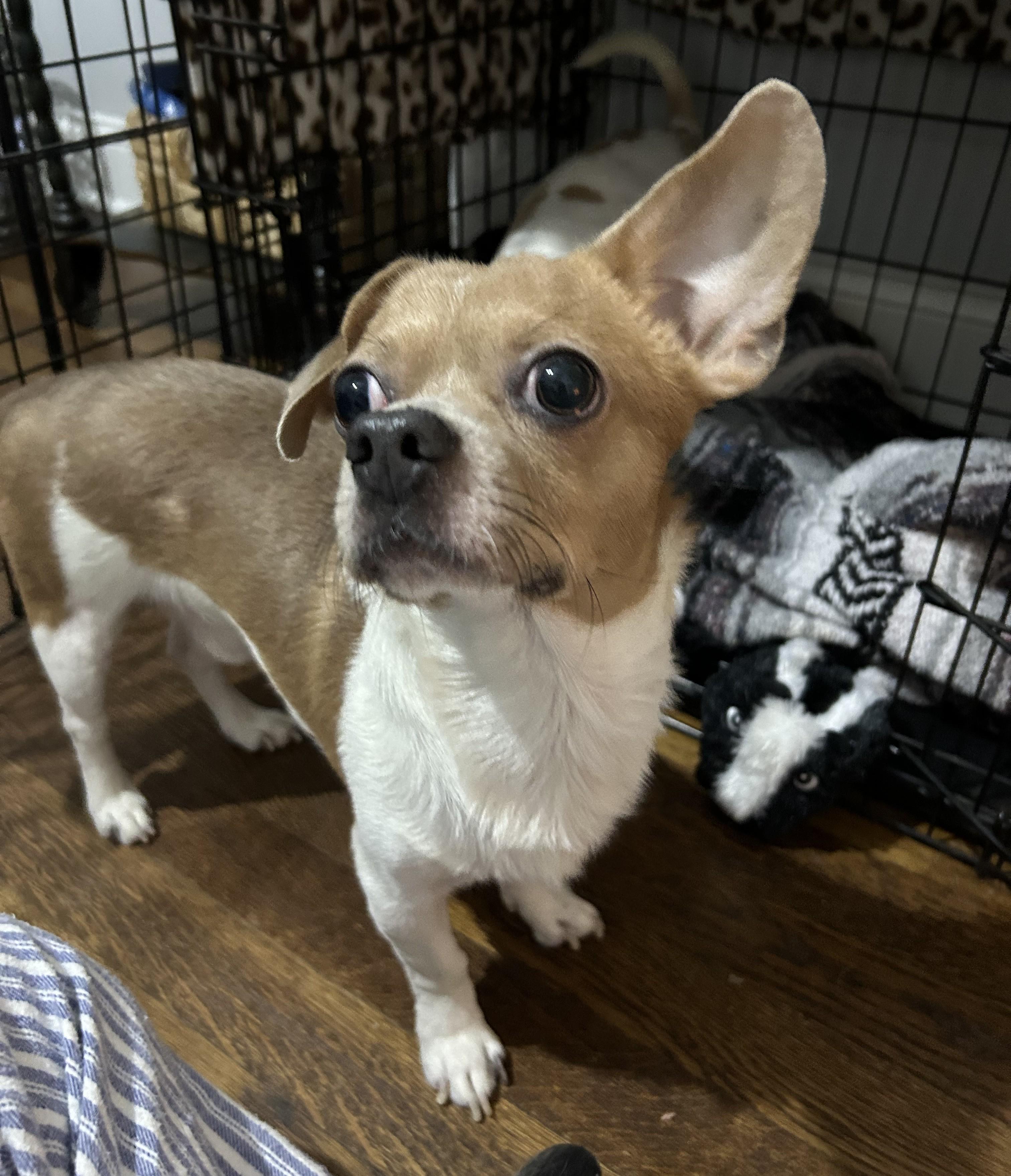 Dobby, an adopted mixed breed in Closter, NJ image 3/4