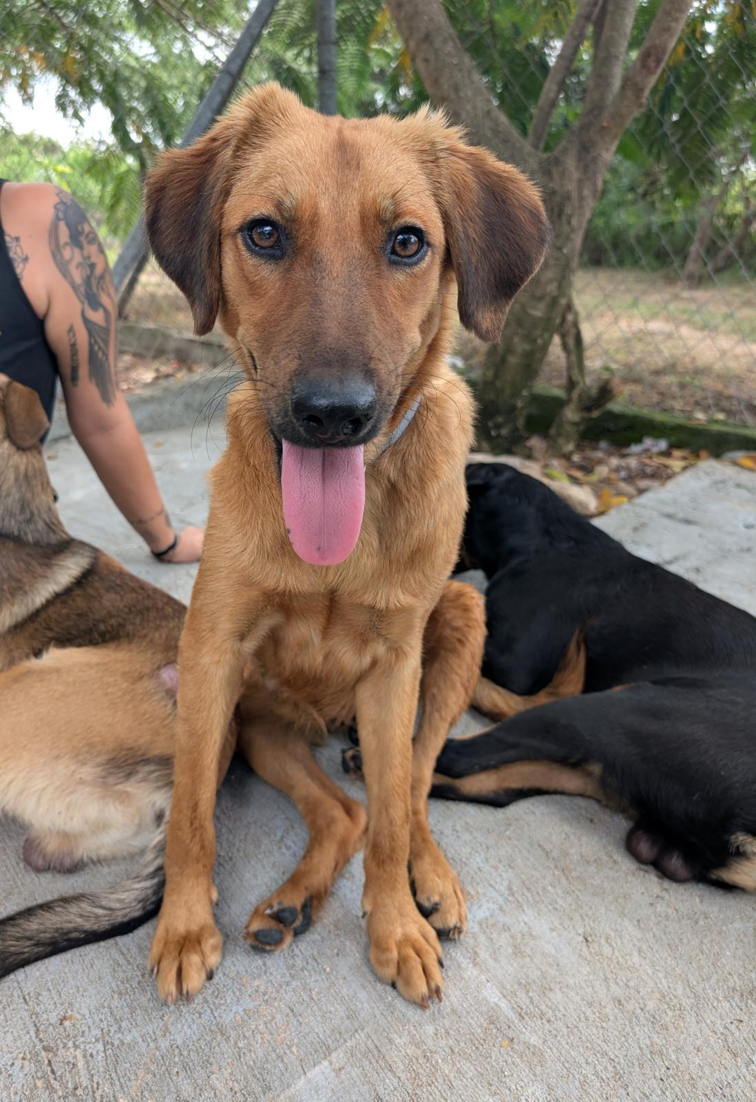 Enlarge Laguna (Foster-to-Adopt), a ADOPTABLE mixed breed in Mississauga, ON image 2/5