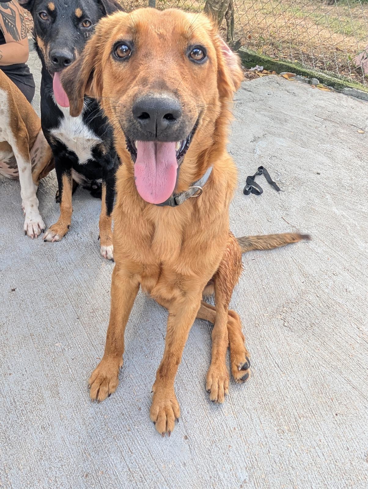 Enlarge Laguna (Foster-to-Adopt), a ADOPTABLE mixed breed in Mississauga, ON image 3/5