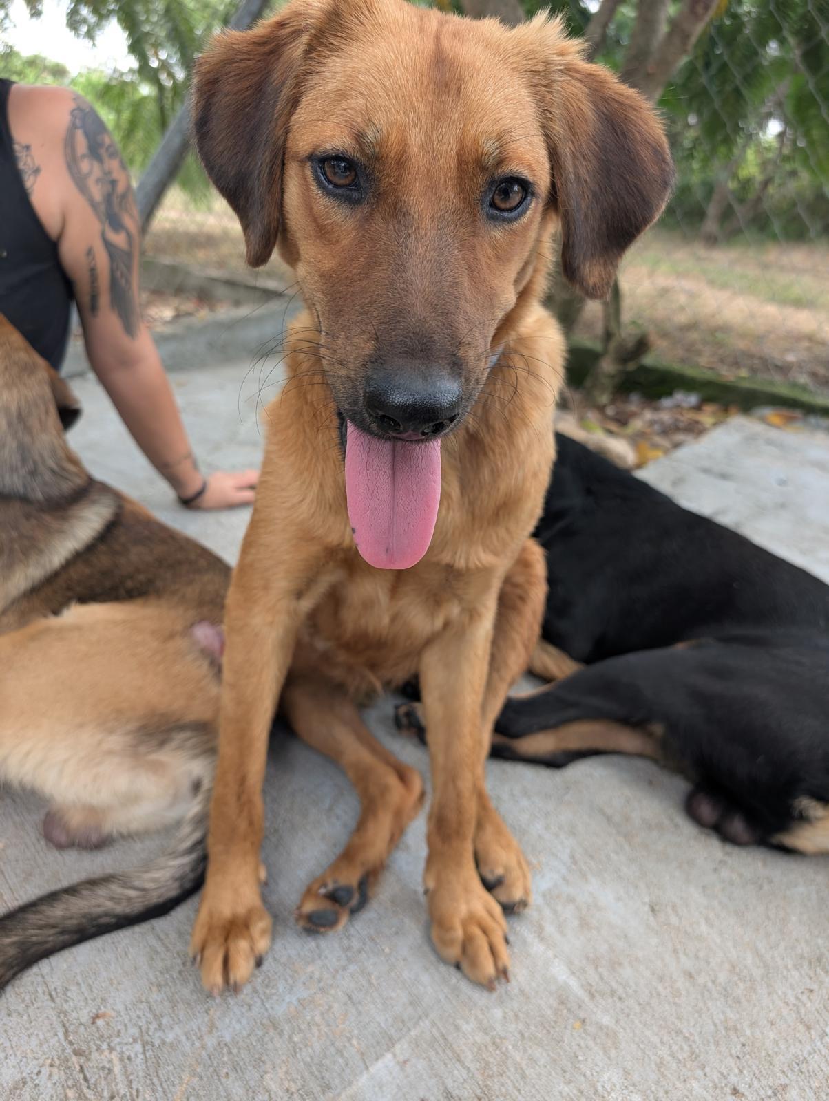 Enlarge Laguna (Foster-to-Adopt), a ADOPTABLE mixed breed in Mississauga, ON image 1/5