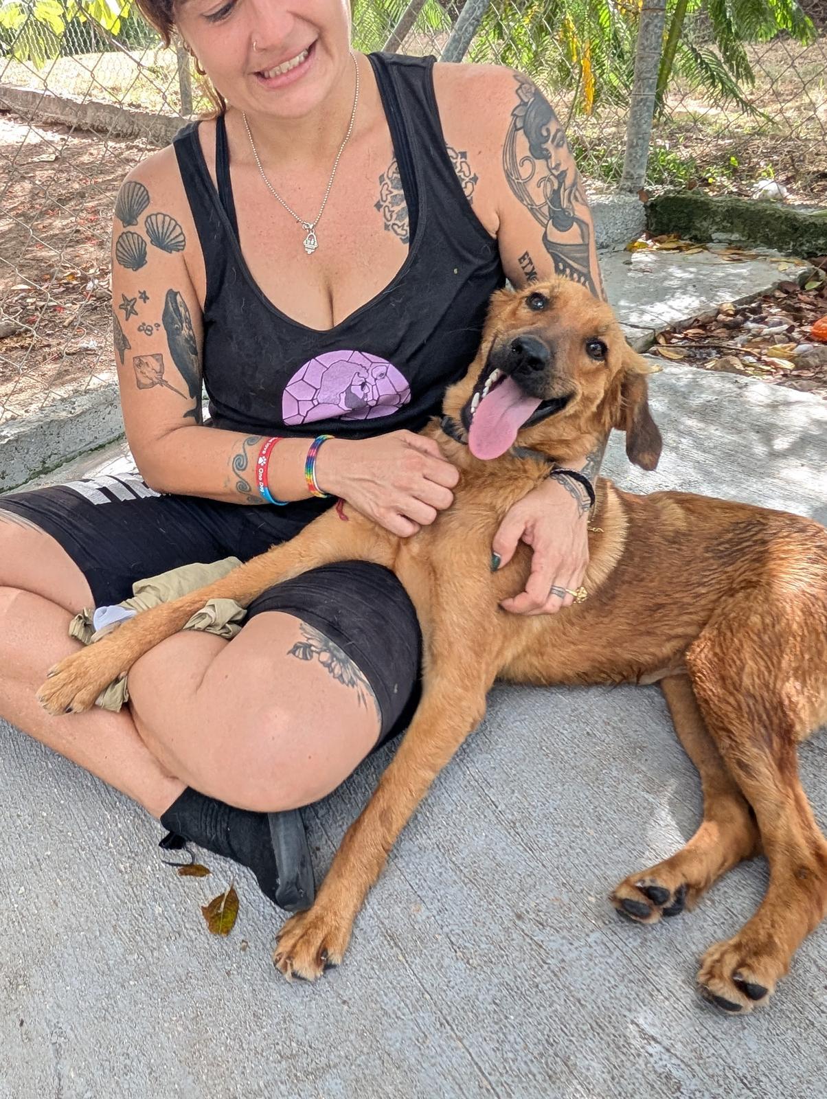 Enlarge Laguna (Foster-to-Adopt), a ADOPTABLE mixed breed in Mississauga, ON image 4/5