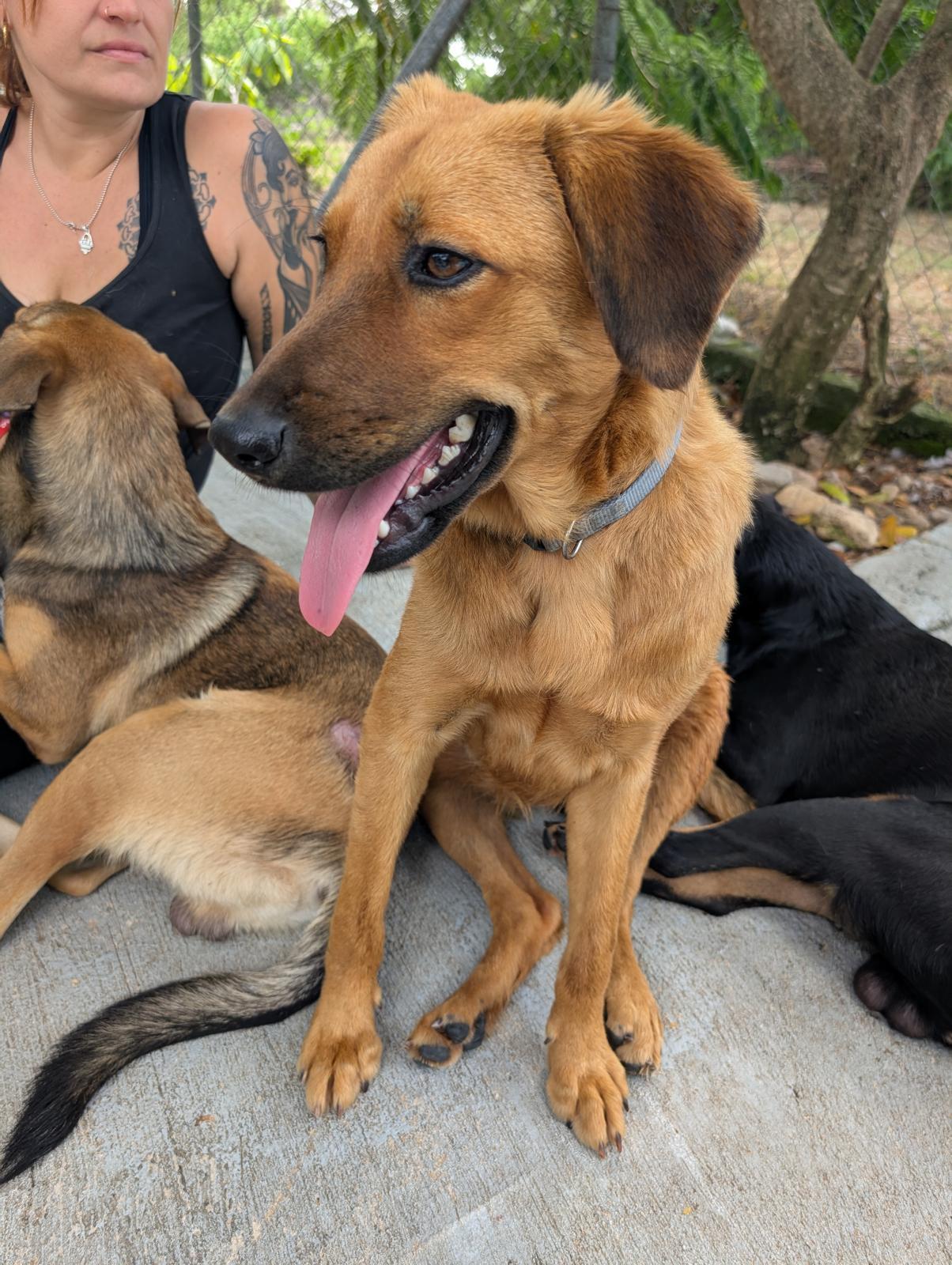 Enlarge Laguna (Foster-to-Adopt), a ADOPTABLE mixed breed in Mississauga, ON image 5/5