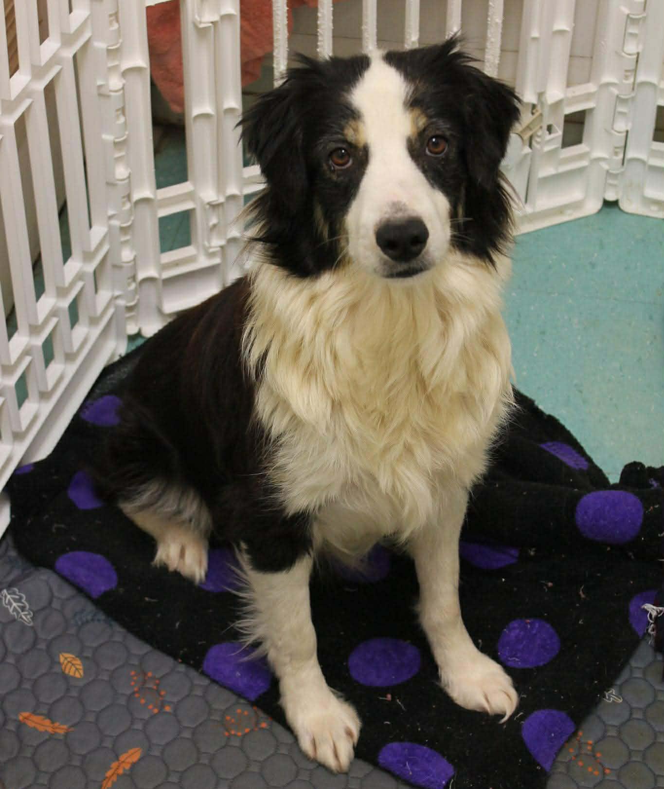 Tiffany, a ADOPTABLE mixed breed in Carrollton, TX image 3/5