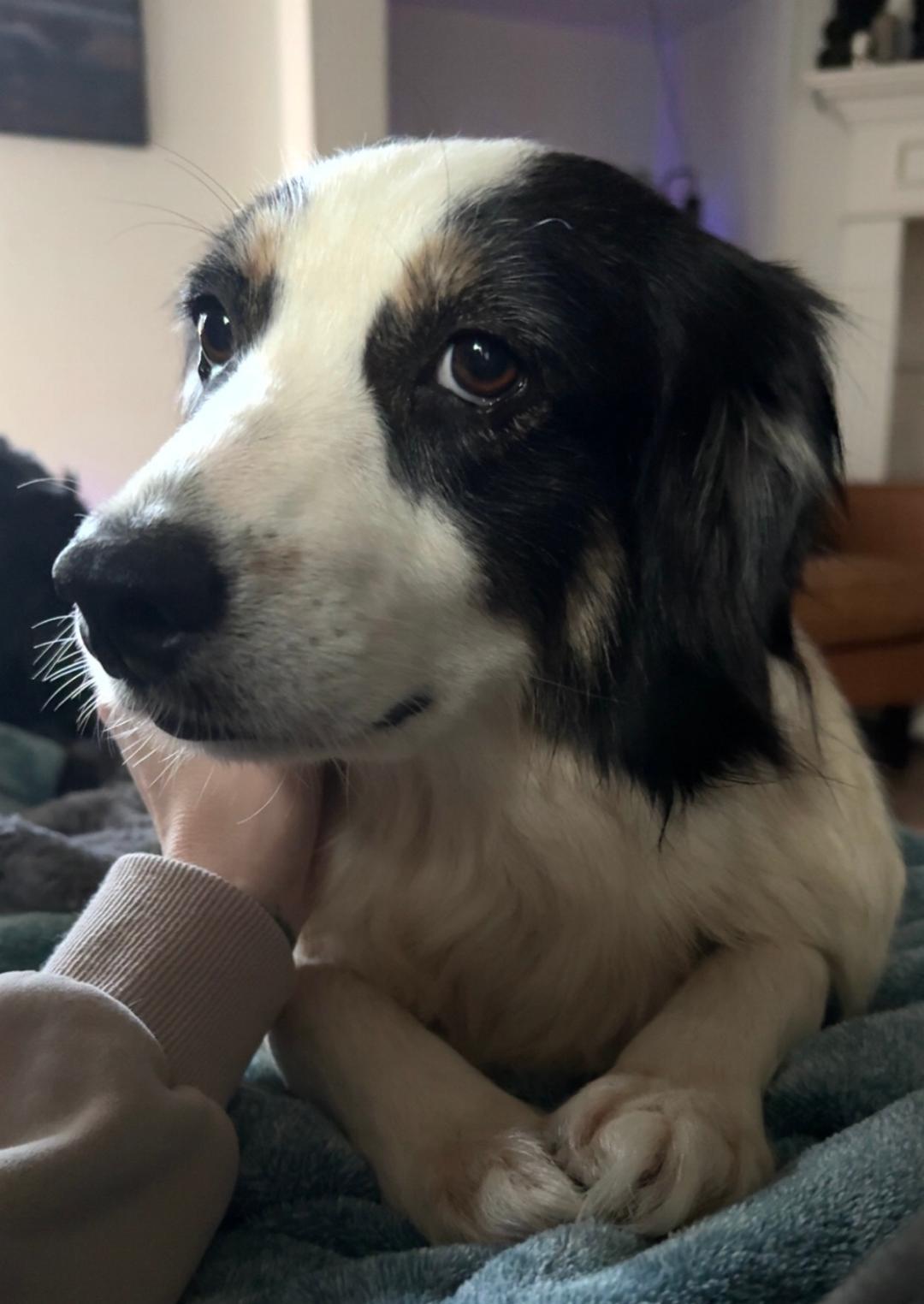 Tiffany, a ADOPTABLE mixed breed in Carrollton, TX image 2/5