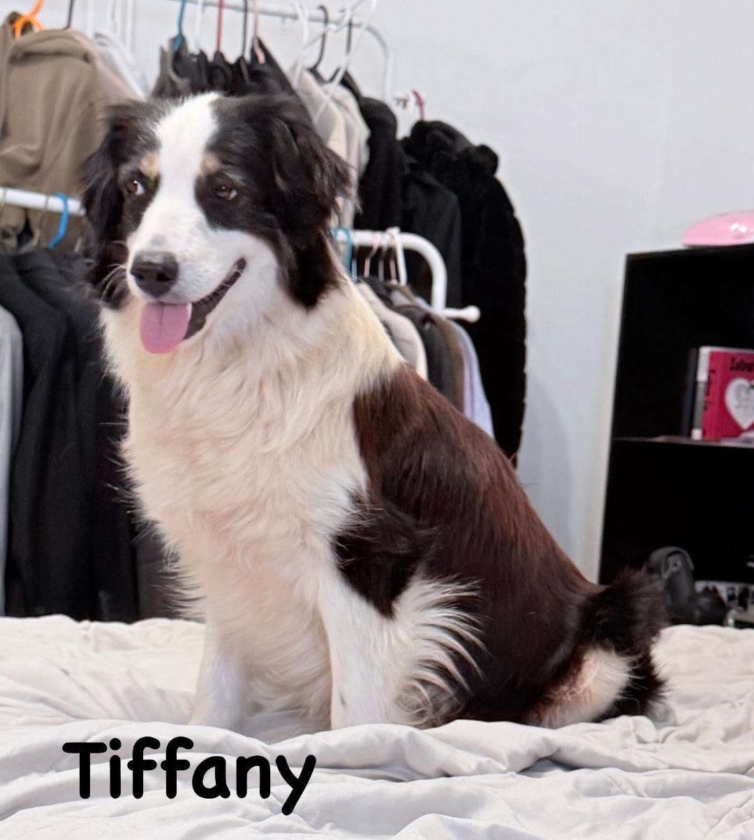 Tiffany, a ADOPTABLE mixed breed in Carrollton, TX image 1/5