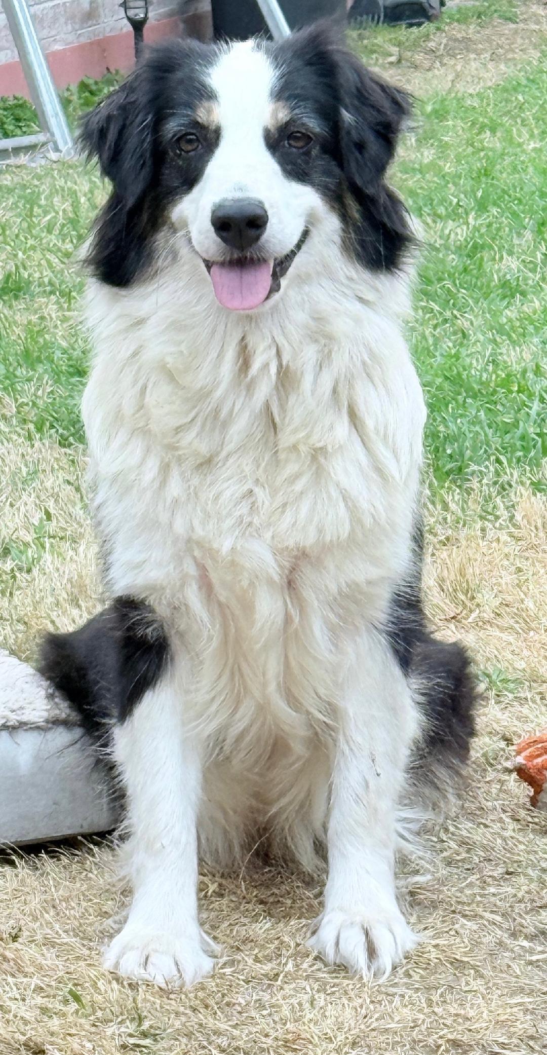 Tiffany, a ADOPTABLE mixed breed in Carrollton, TX image 5/5
