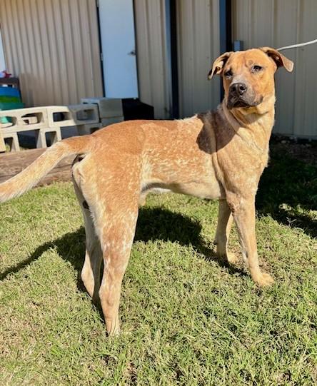 Benny, Adoptable, Young Male Australian Cattle Dog / Blue Heeler & Labrador Retriever.