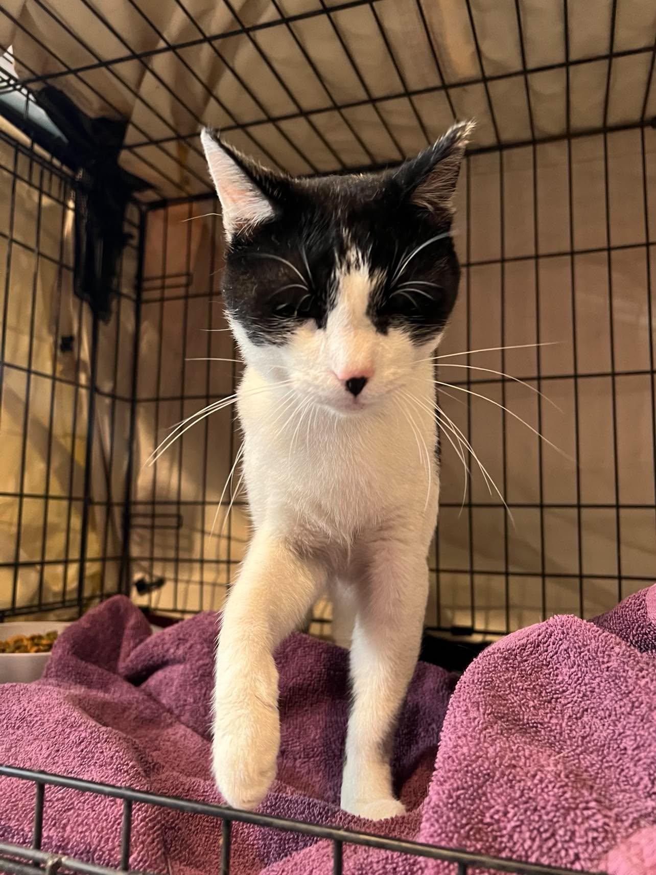 Captain Crunch Berries, Adoptable, Adult Male Domestic Short Hair.