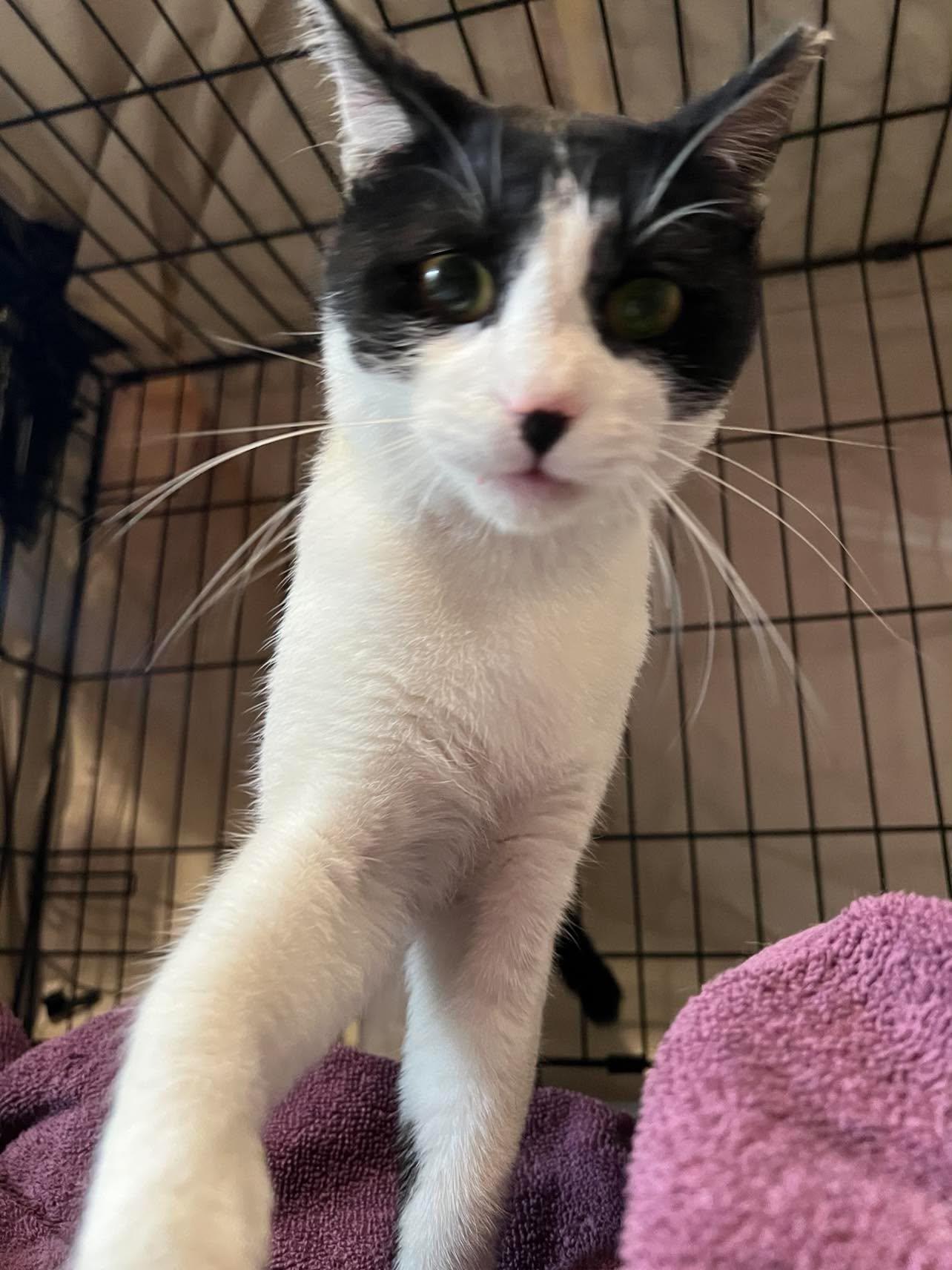 Enlarge Captain Crunch Berries, a Adoptable Domestic Short Hair in Maple Heights, OH image 2/3