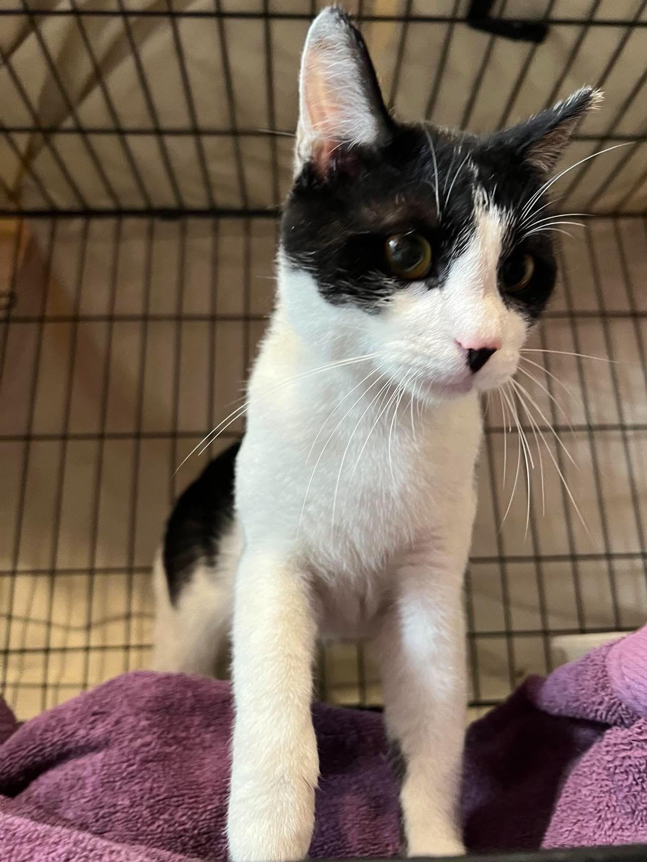 Enlarge Captain Crunch Berries, a Adoptable Domestic Short Hair in Maple Heights, OH image 3/3