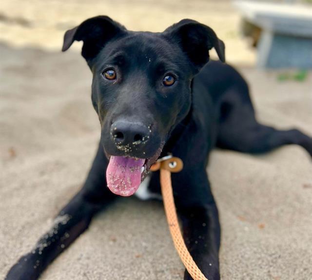 Enlarge GATOR, a Adoptable mixed breed in Salinas, CA image 1/1