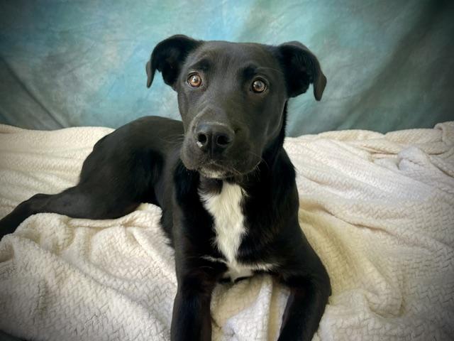 GATOR, Adoptable, Young Male Labrador Retriever & Mixed Breed.