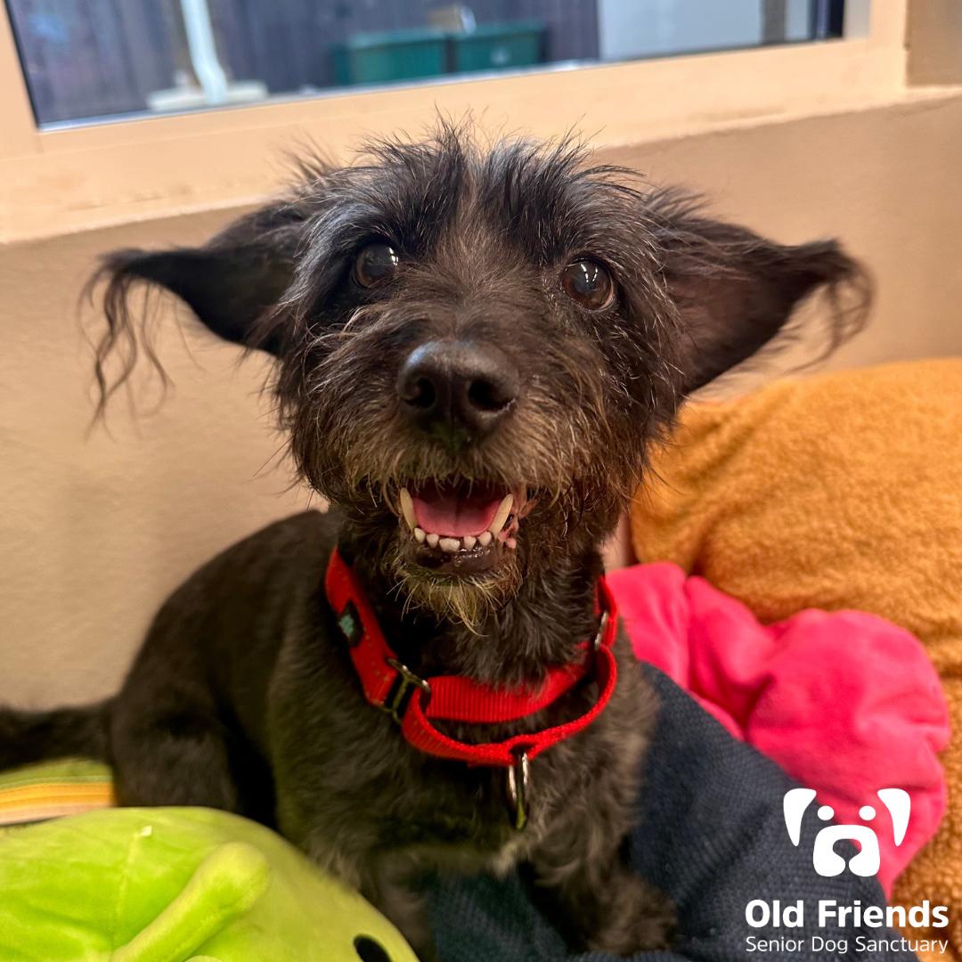 Gilligan, Adopted, Senior Male Mixed Breed.