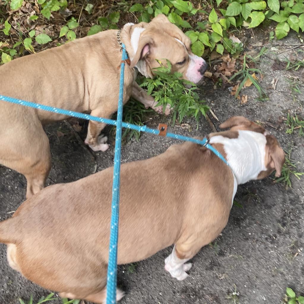 Nala — thumbnail 2