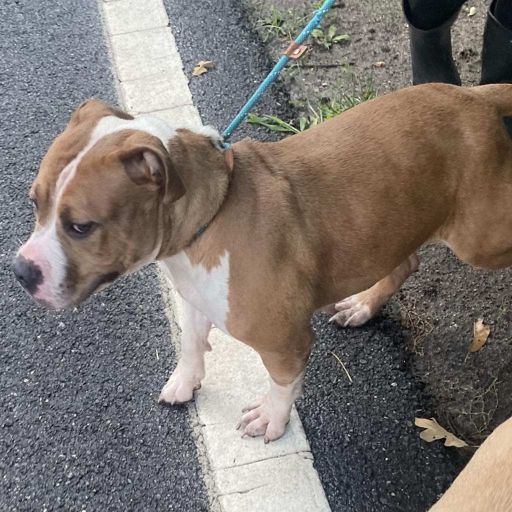 Nala — thumbnail 3