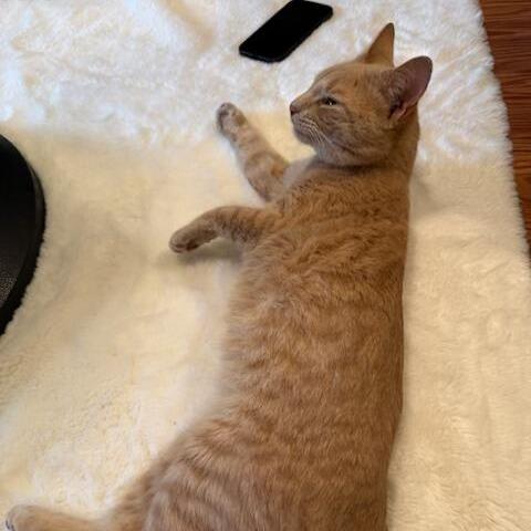 Peanut, Adoptable, Adult Male Domestic Short Hair.