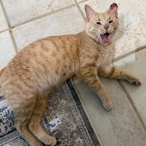 Peanut, a Adoptable Domestic Short Hair in Prosper, TX image 2/3