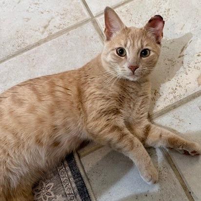 Peanut, a Adoptable Domestic Short Hair in Prosper, TX image 3/3