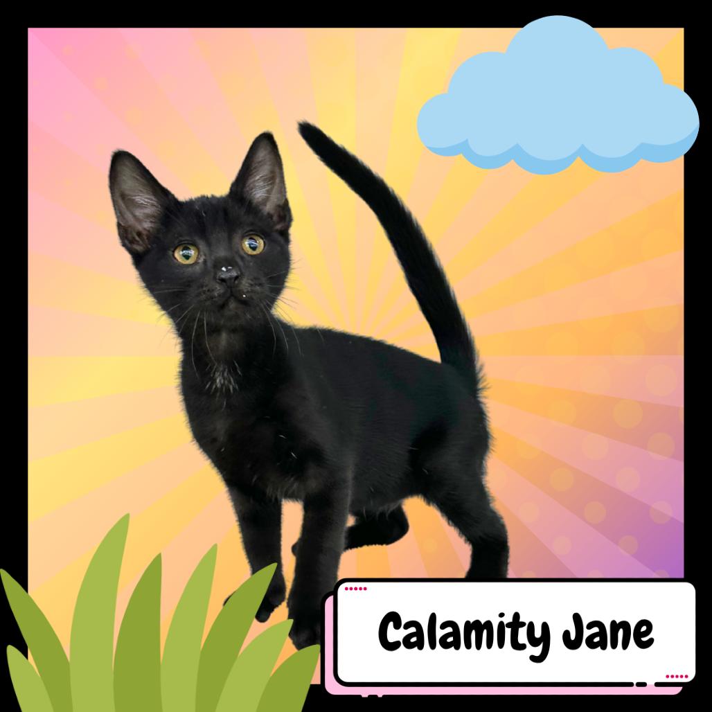 Calamity Jane, Adoptable, Young Female Domestic Short Hair.