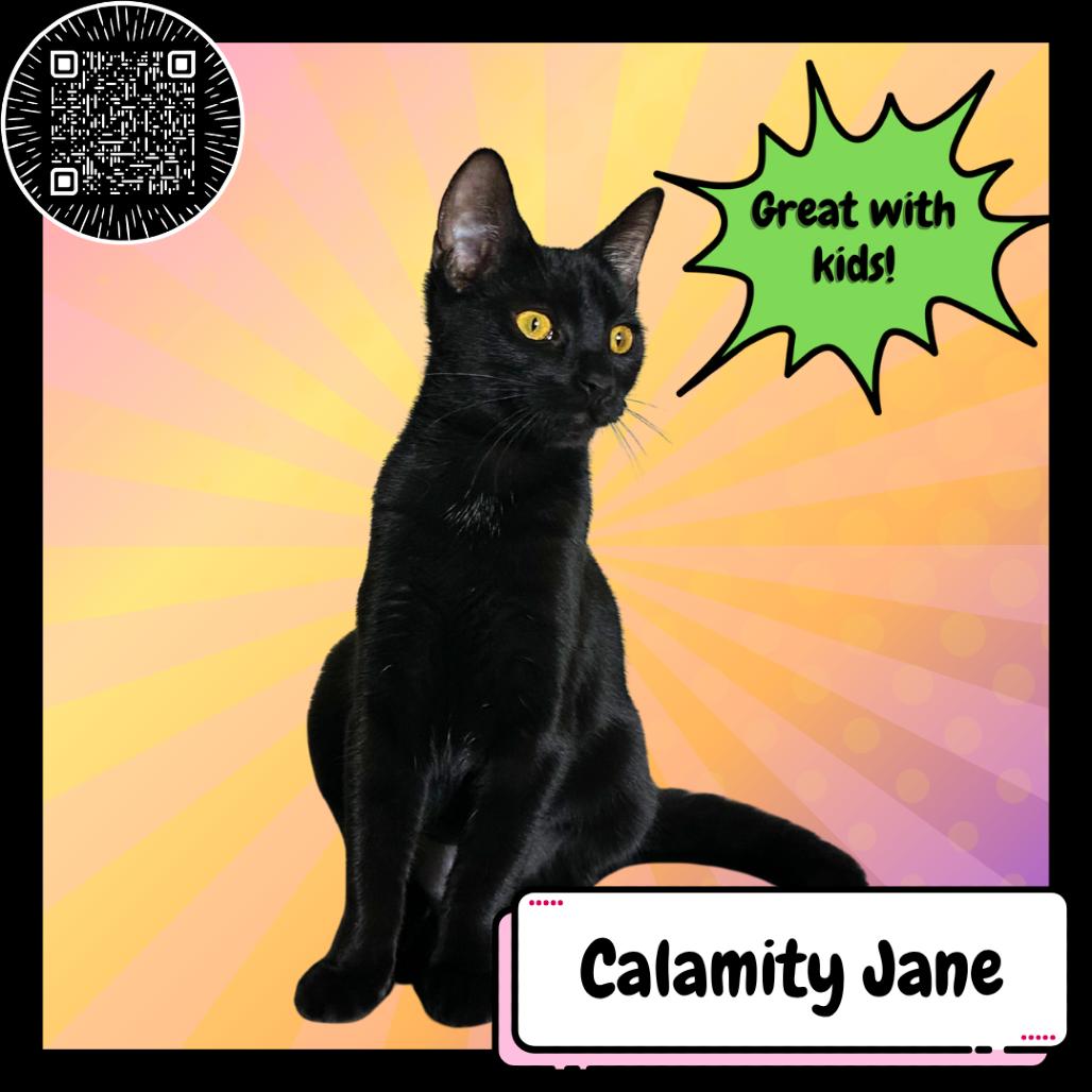 Enlarge Calamity Jane, a Adoptable Domestic Short Hair in Suisun City, CA image 2/4