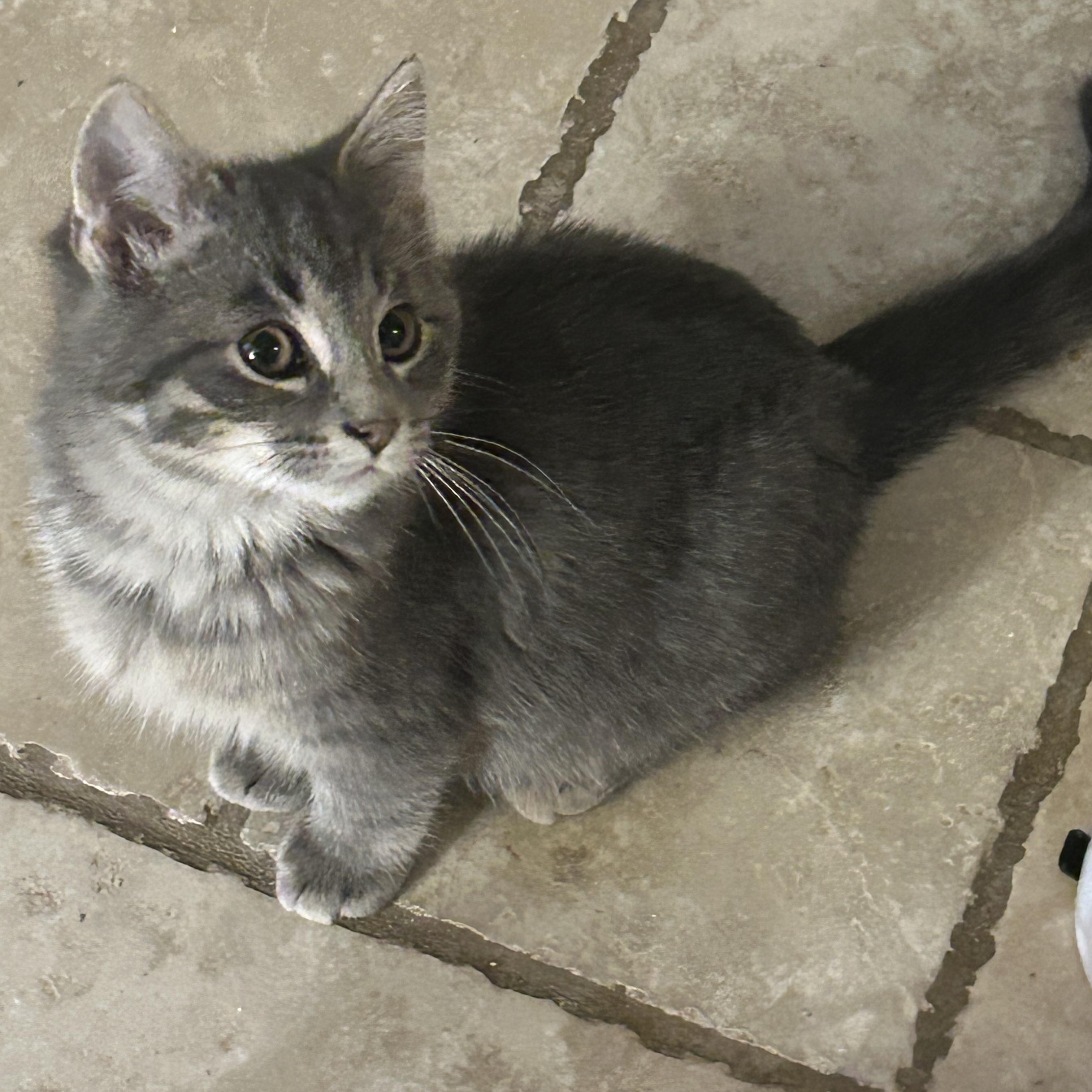 Cap't Crunch, an adopted mixed breed in Macomb, MI image 1/5