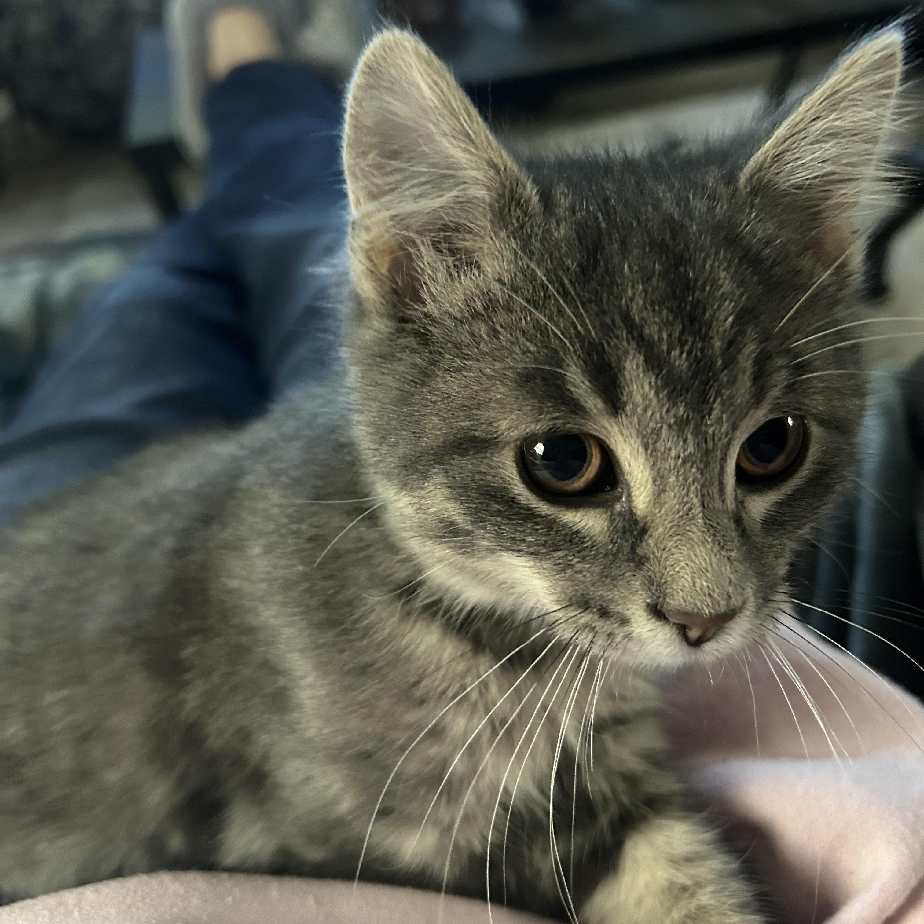 Cap't Crunch, an adopted mixed breed in Macomb, MI image 2/5