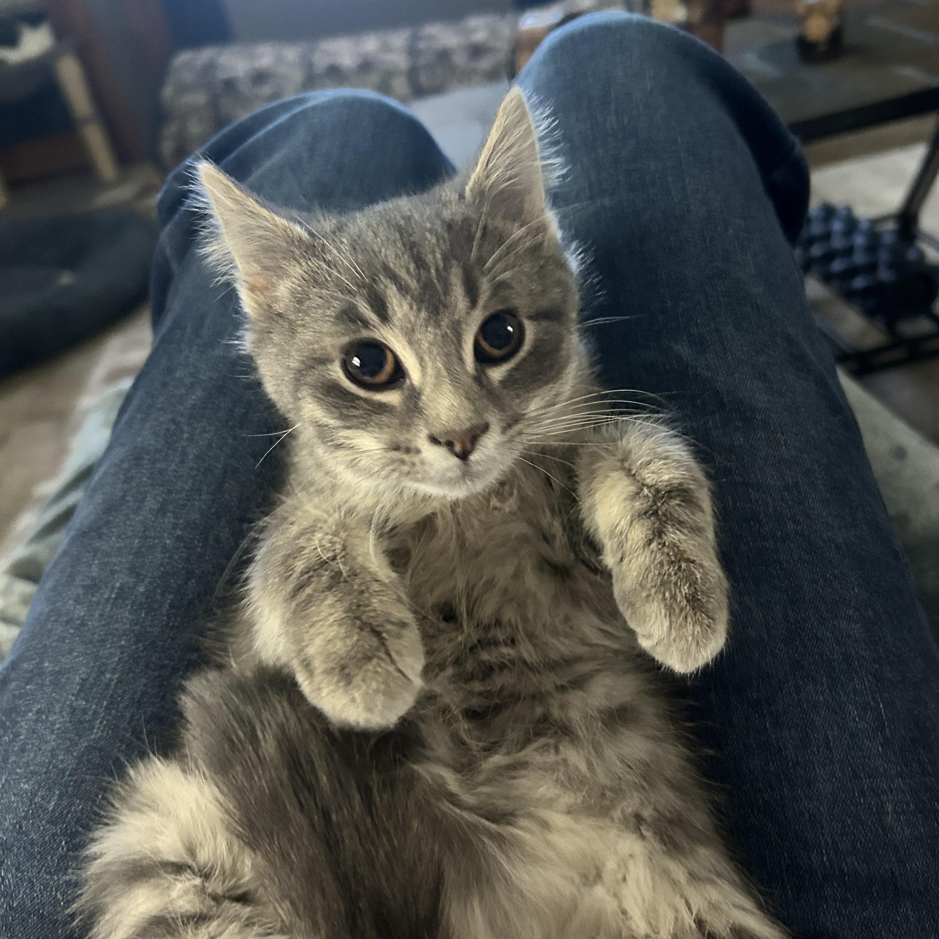 Cap't Crunch, an adopted mixed breed in Macomb, MI image 4/5