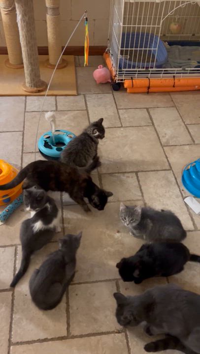 Enlarge Cap't Crunch, an adopted mixed breed in Macomb, MI video 5/5